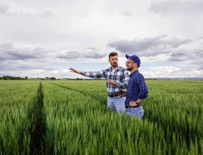 Two men overlooking a wheat field