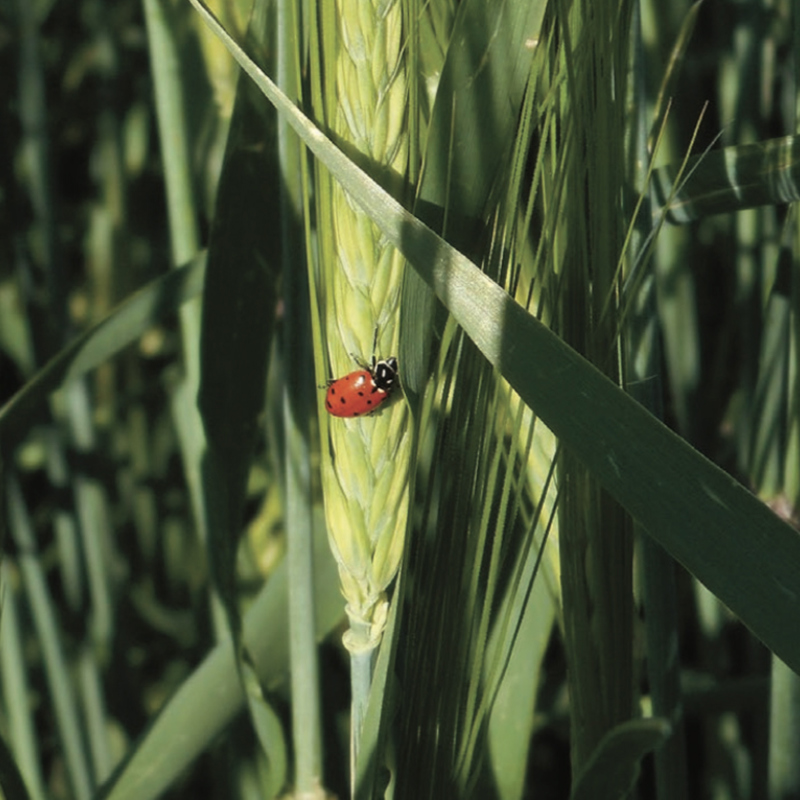 Nature’s Color™ Barley Adds Multisensory Appeal to Food and Beverages